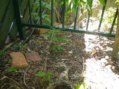 Different metal fence – same issue but with loose gravel underneath fence