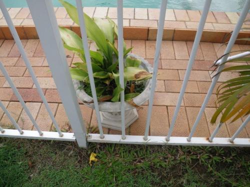 Pot plants shouldn’t be positioned within 300mm on the inside of a pool fence