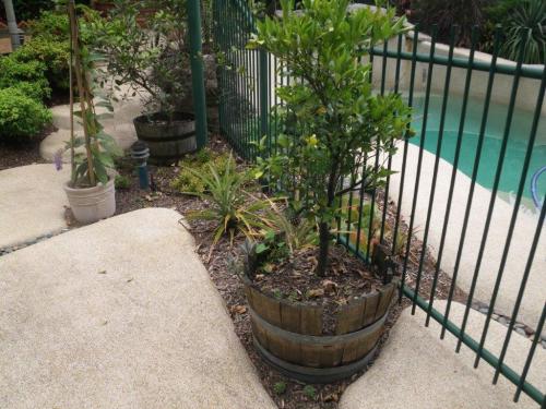 Pot plants shouldn’t be positioned within 300mm on the outside of a pool fence