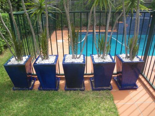 Oh dear! – 5 pots plant next to pool fence – which one will I use to climb fence?