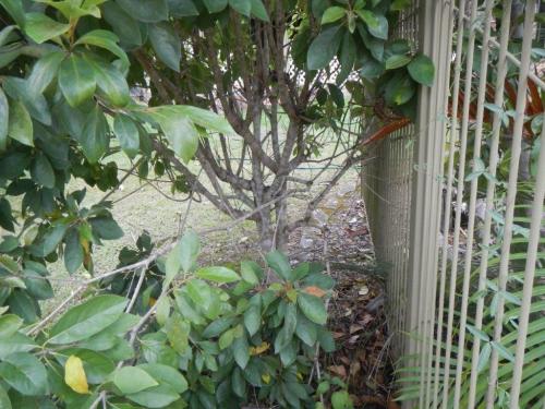 Different climbable shrub next to another pool fence