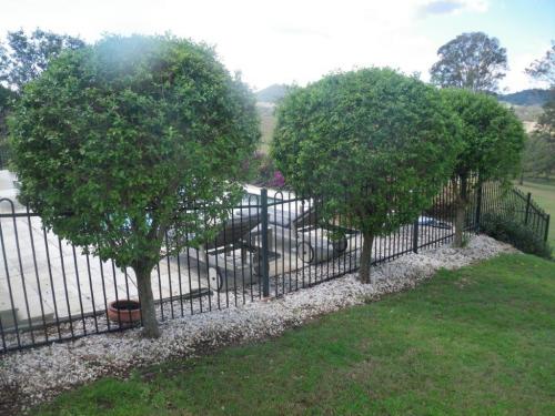 What were smaller shrubs are now climbable trees