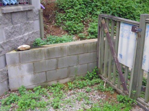 Not much point having this inward facing non-compliant gate where it is, as one could simply climb over the wall & enter an otherwise unprotected pool zone