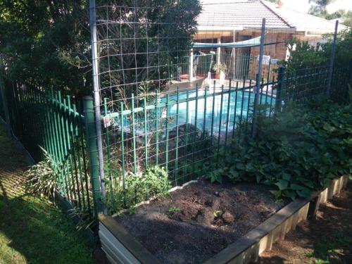 Wire mesh attached to pool fence as a trellis for the adjacent vegetable garden